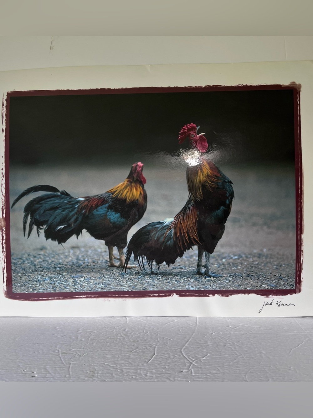 Jack Kenner Thailand Fighting Rooster Photo Poster 23” By 17” Bio Photo History